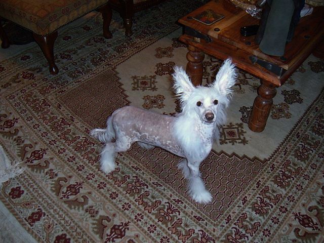 Zucci Lord Of The Rings