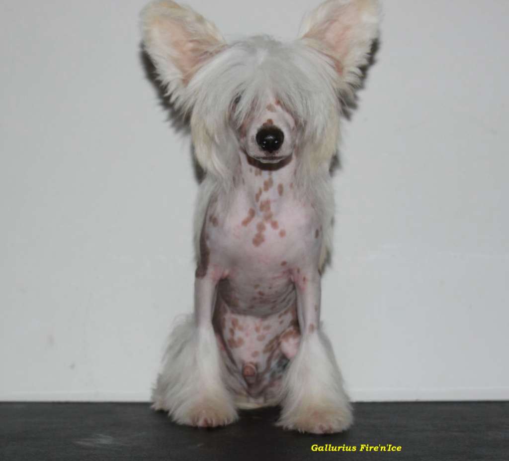 Gallurius Fire'n'Ice