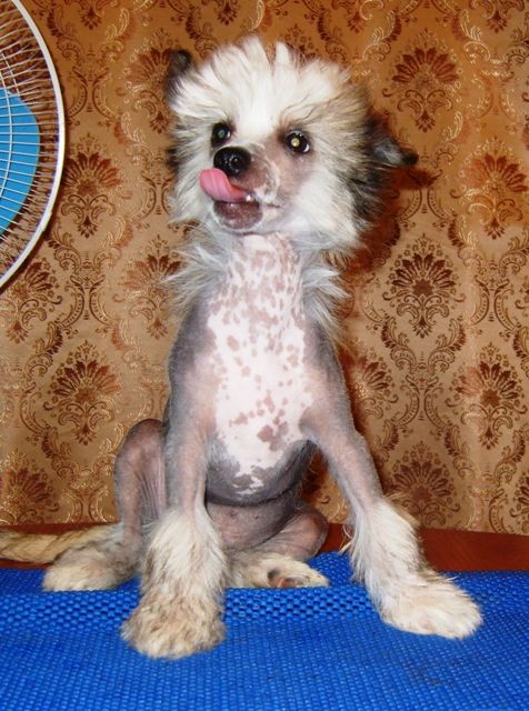 Solveig Goro Dazzling'DJ