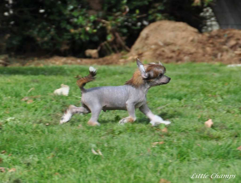 Nashville Little Champs