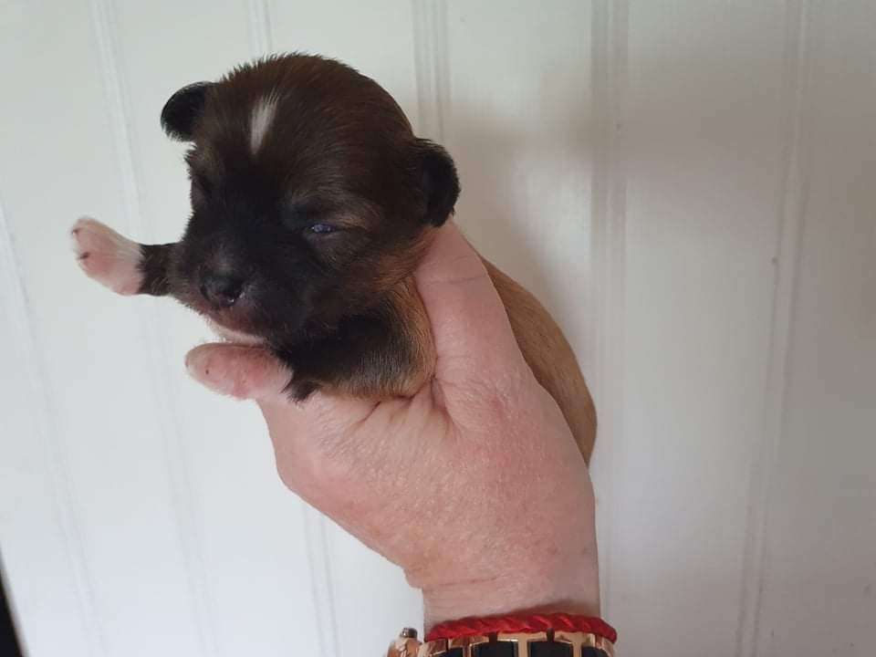 Tournais On The Spot Tiny Tot