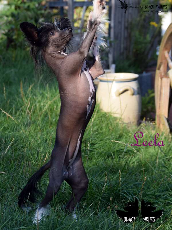 BlackRose Leela from *BlackFairies*