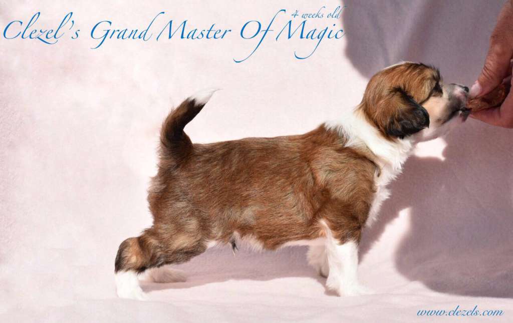 Clezel's Grand Master Of Magic