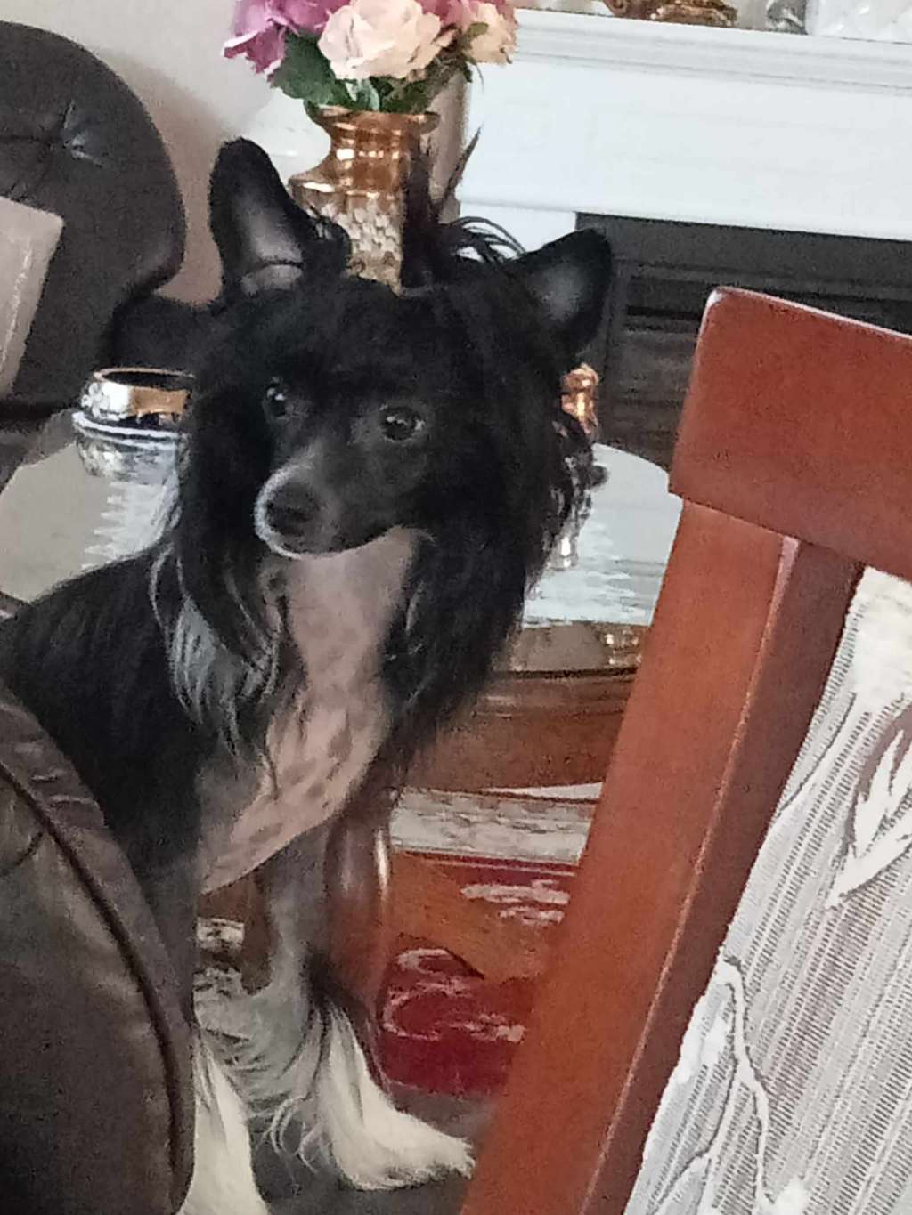 Fuksja Exotic World Fci