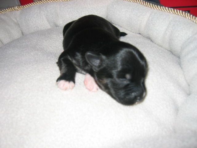 Ladyday Coltrane  Poarott