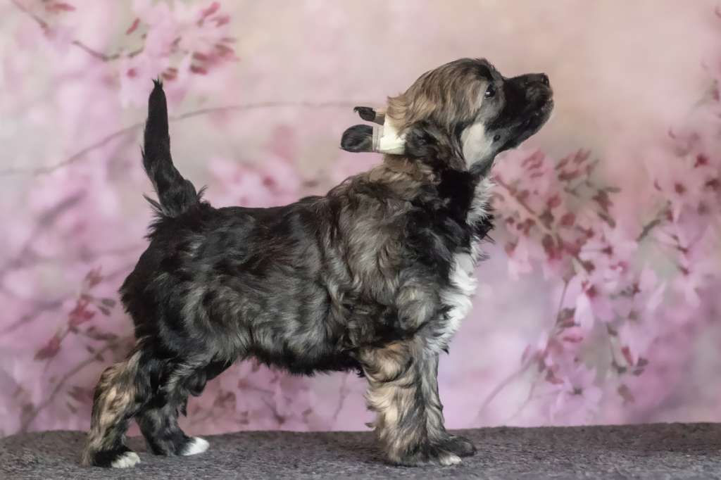 Old Chum's Xcuse My Obsession