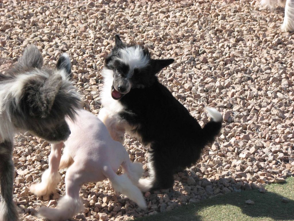 Crest-Vue's Five Finger Discount