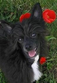 Lionheart Kash Or Kredit