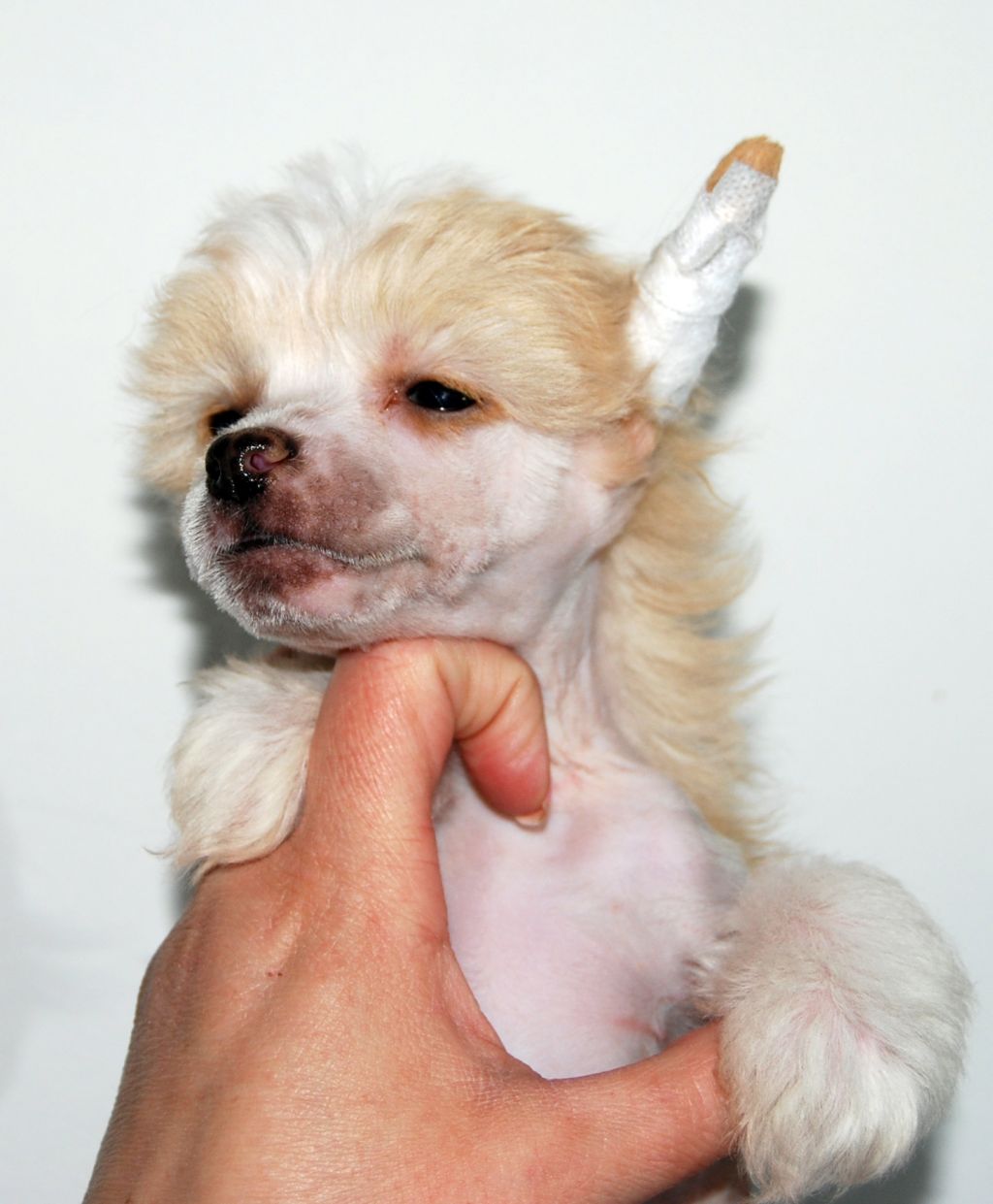 Cool Crowds i'm Ronnie Gardocki