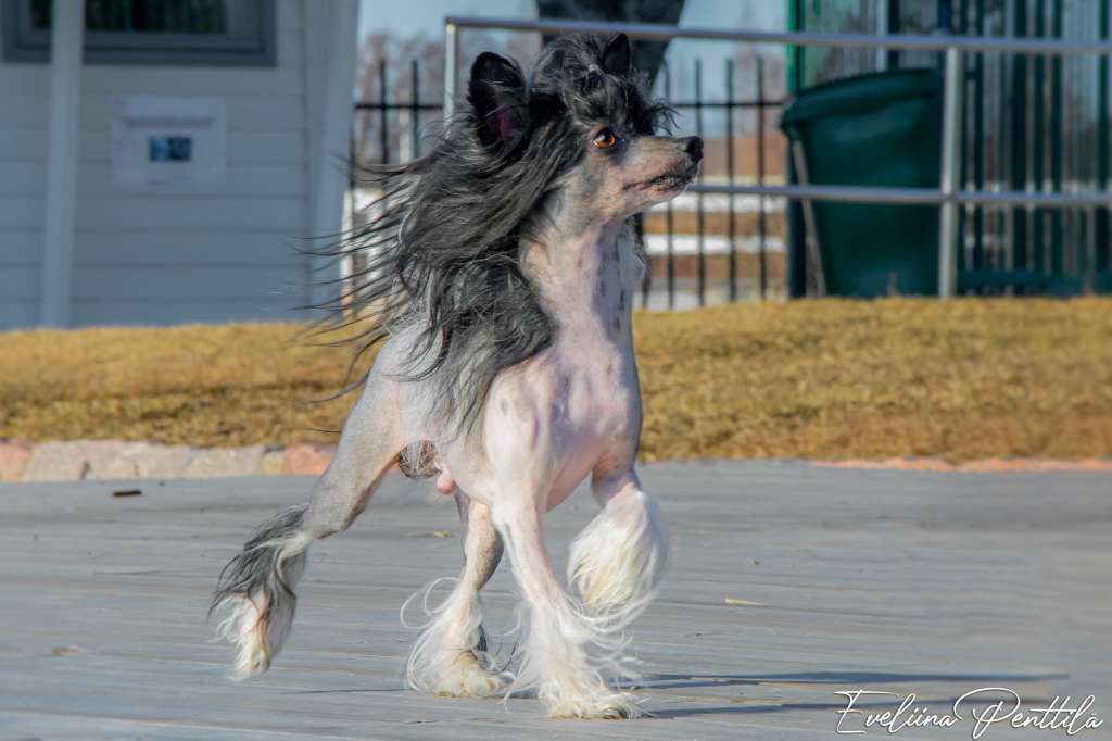 Tirlittan Woody Woodpecker