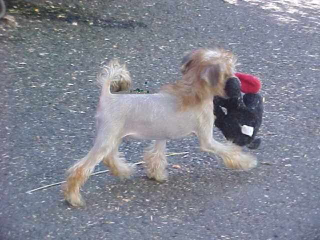 Apogees Welcome To Temptation