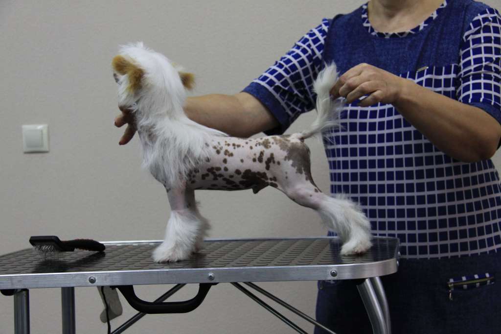 Zheneva-Debjut ARAMIS