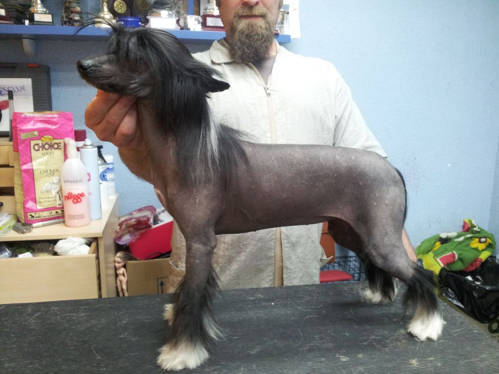 Pepper De Bandedogge