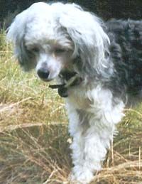 Caycora la castida coccinella of Powder Dream 