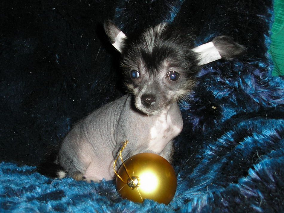 Junona s Tushinskogo Doma