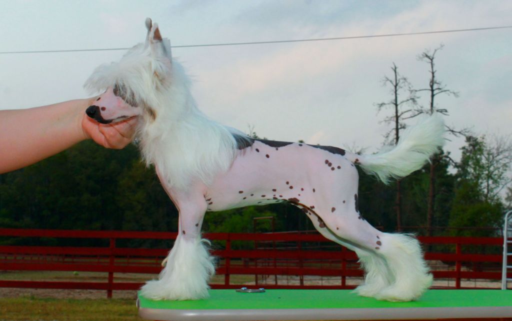 Dasha Cabaret Shut The Front Door