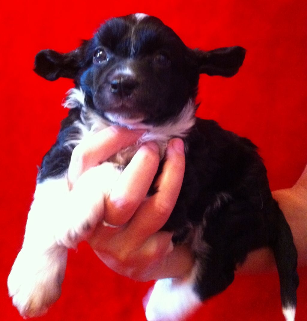 Apriori Vip Heart of Gold