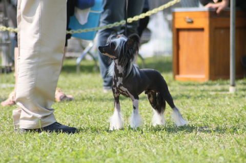 Yash Jp Smash Shadow