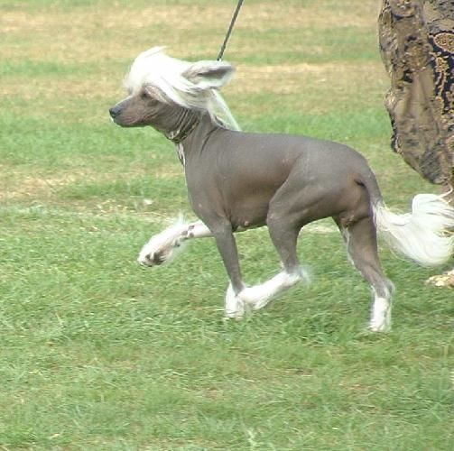 Jhanchi Razzle Dazzle