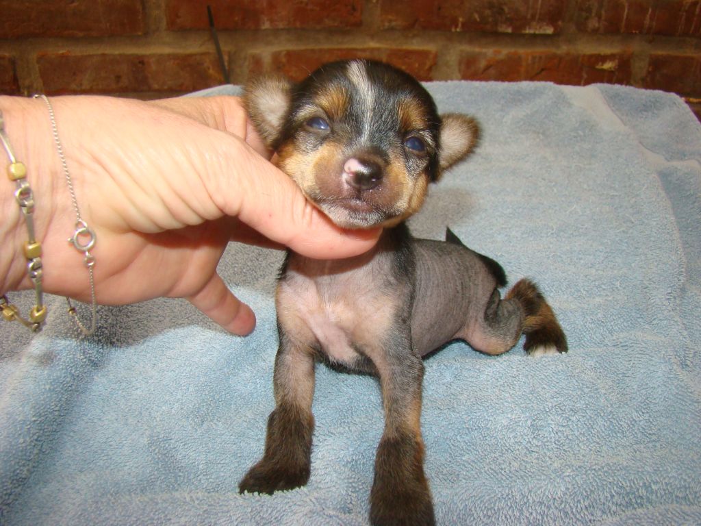 Patagonia Ranch Jack Sparrow