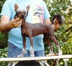 Unicorn Sol-Orr Eclipse