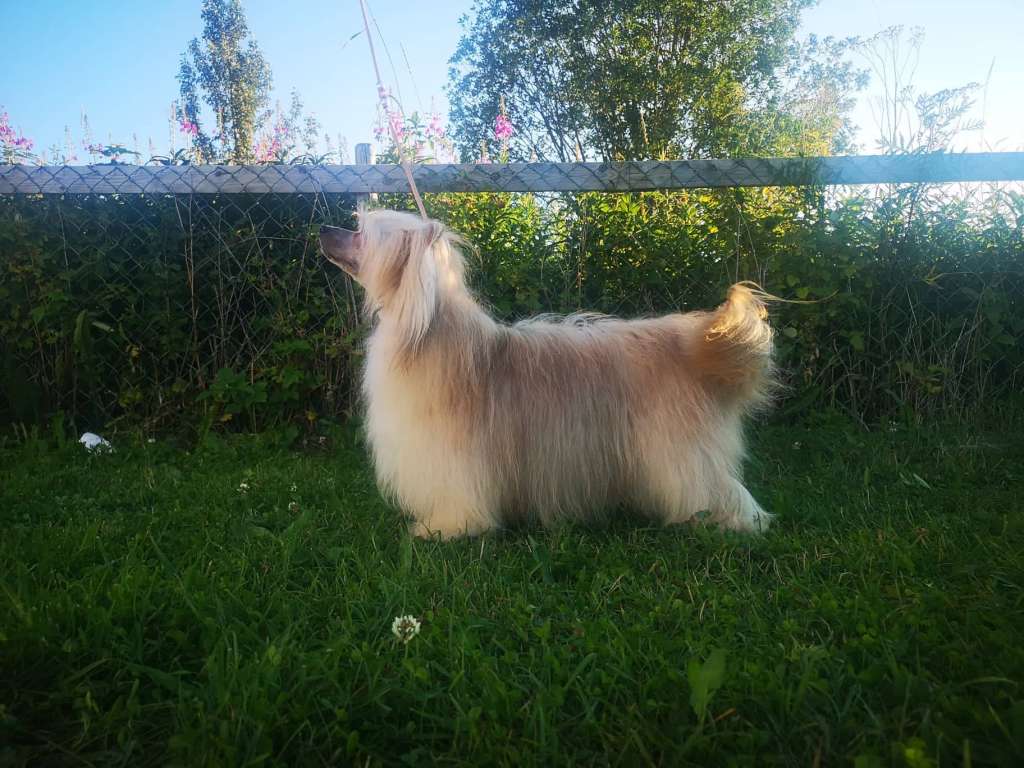 Estillinis Miss Maleficent