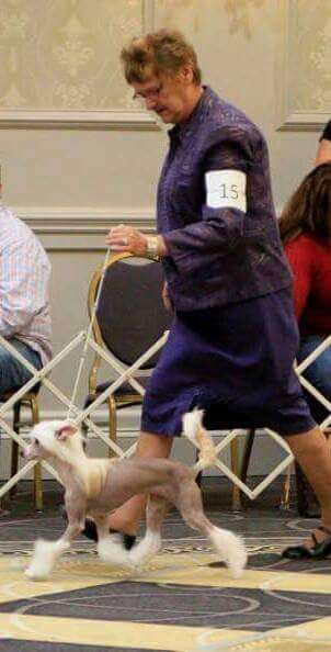 Waggingtail Diamond of Love Diana