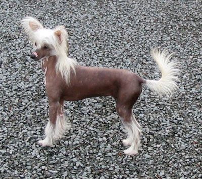 Didi Mc Call Du Galop Du Globe