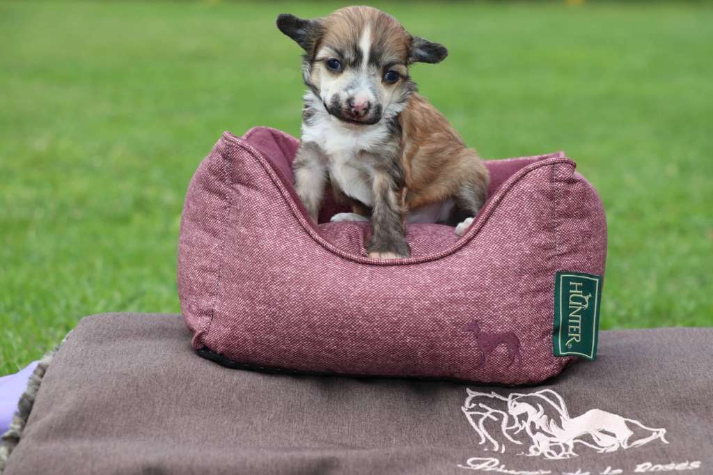 Kiss From A Rose Princes de la Roses