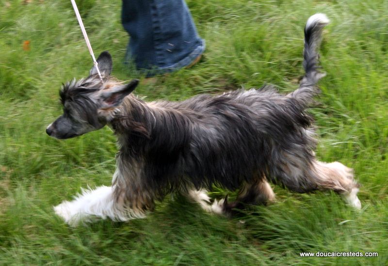 Doucai's National Velvet At Athanasius