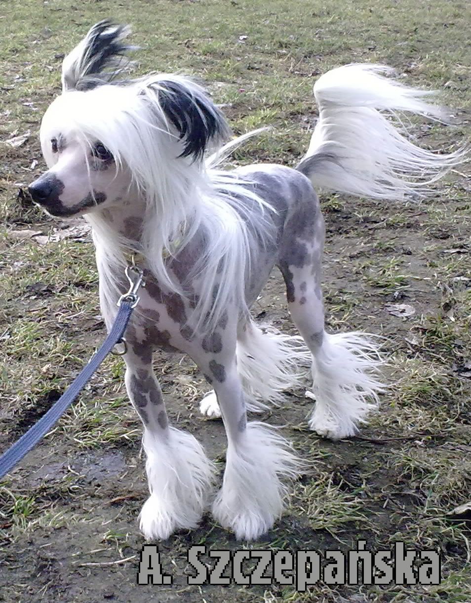 Nicolas Hossa z Jastrzebiej Gory