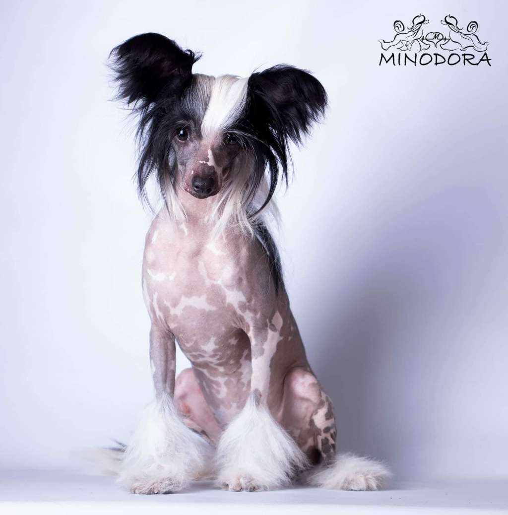 Frant Ivant Minodora