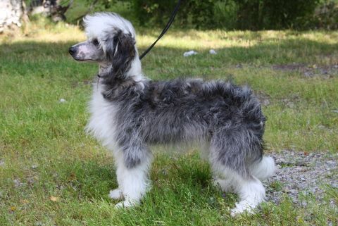 Kertalaakin Anna Suukko