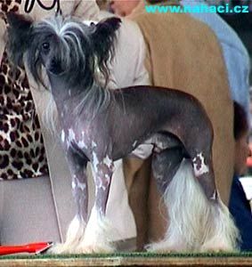 Razzmatazz Reckless Abandon