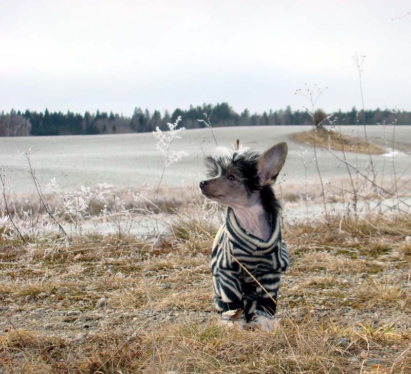 Bellatrix Luckycharm Alioth