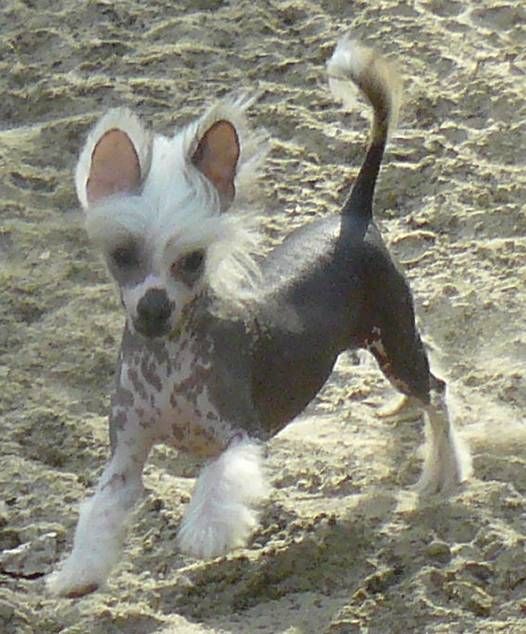 Jackie Chan Top Model De Rama