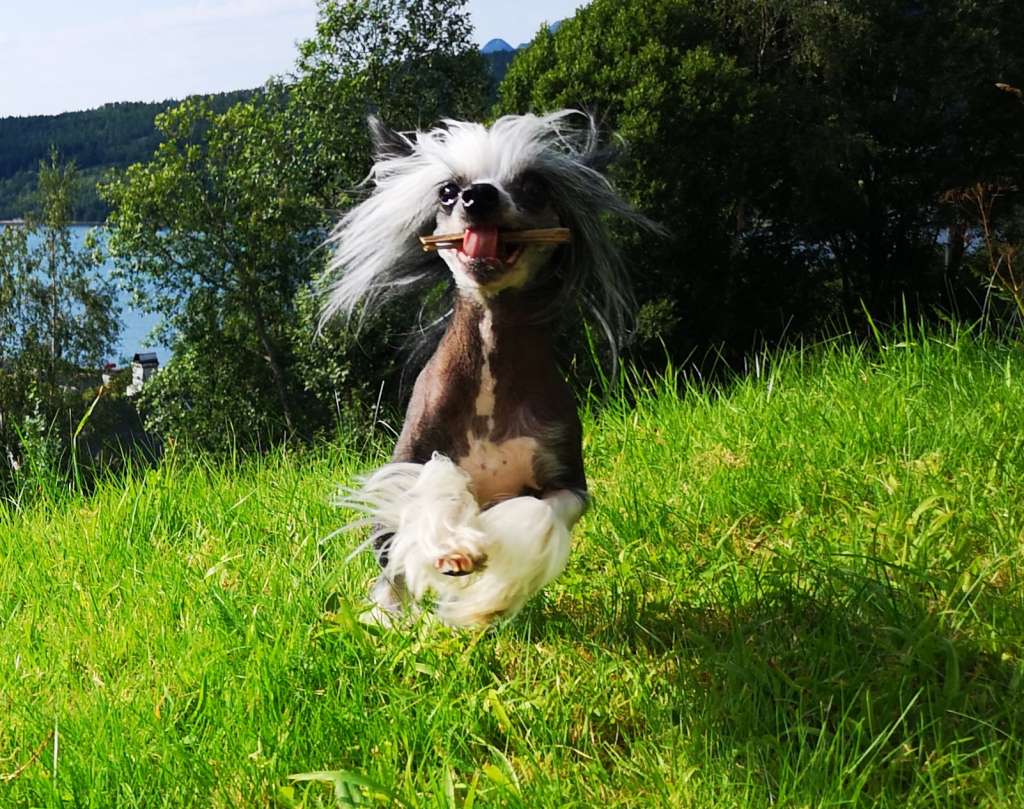 Artic Flyer's Fashion Freak