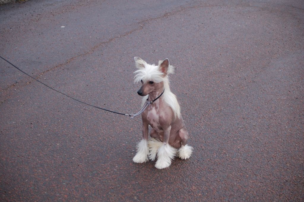 De La Mahafu's I'M Hermonya