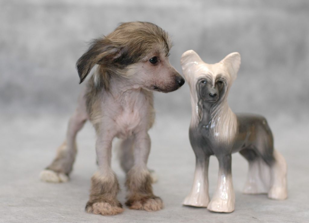 Ksolo Club Sunny Boy