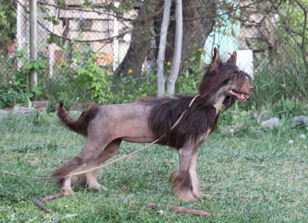 Hayly Trish iz Clana Timurlana