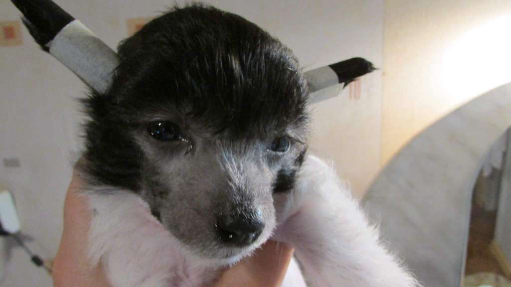 Family Mar's Solomon