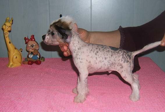 Shanel Glamour Holiday Everyday