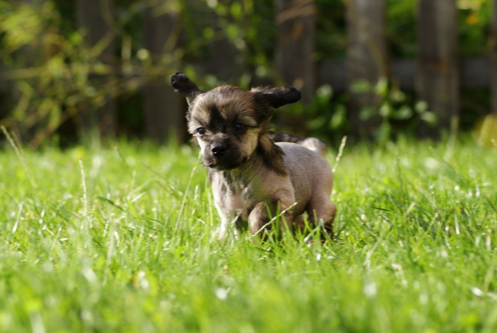 Nudaveritas Espirit D'Oscar