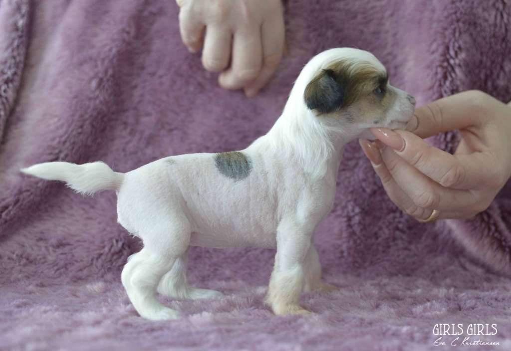 Aqua Lion's Skrållan Irmelin's 1.