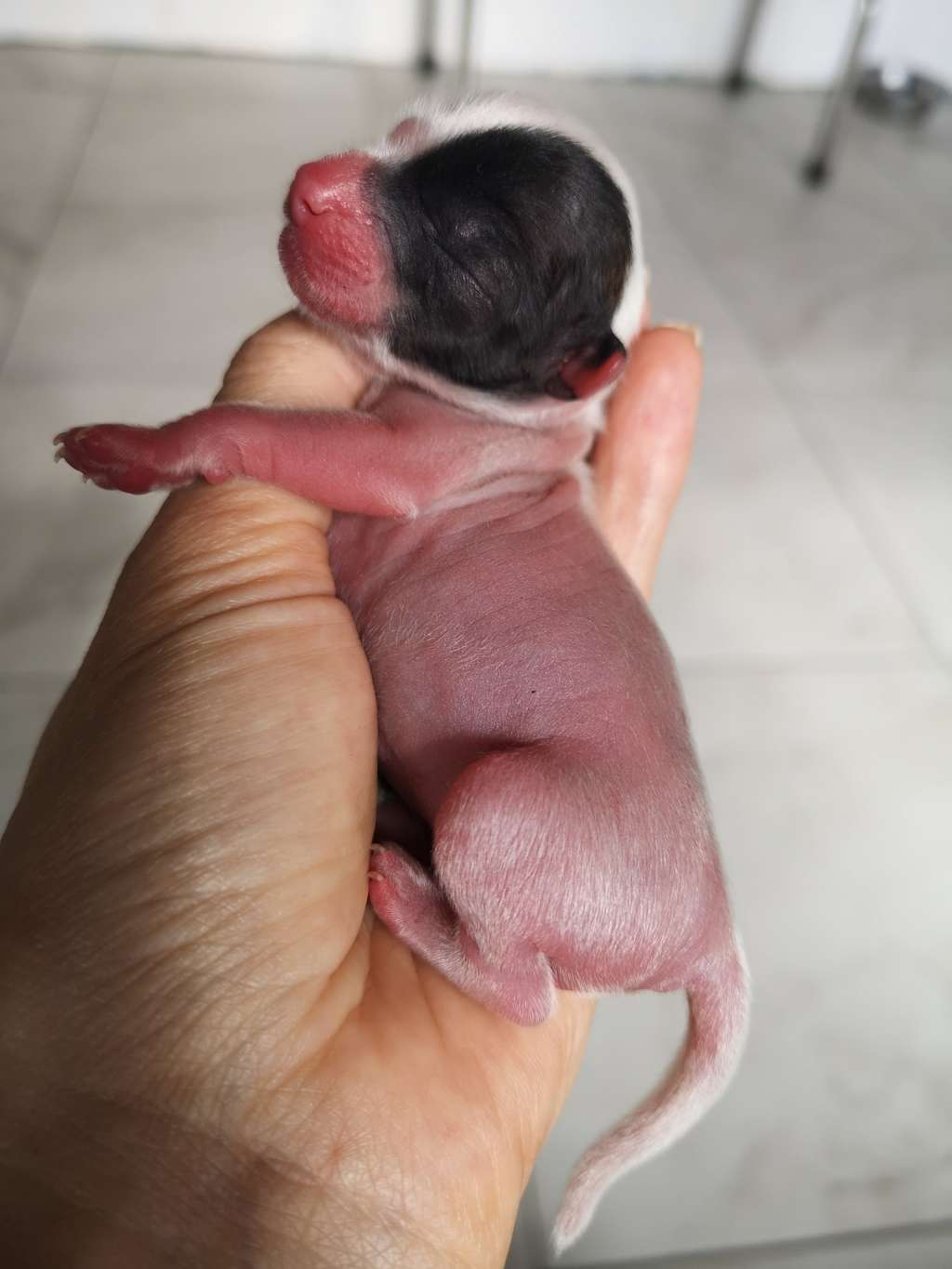 Dominoshka Winning Smile