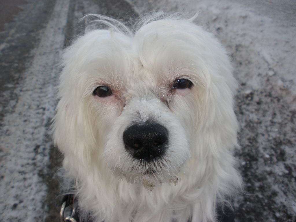 Willow Star's Spring Water