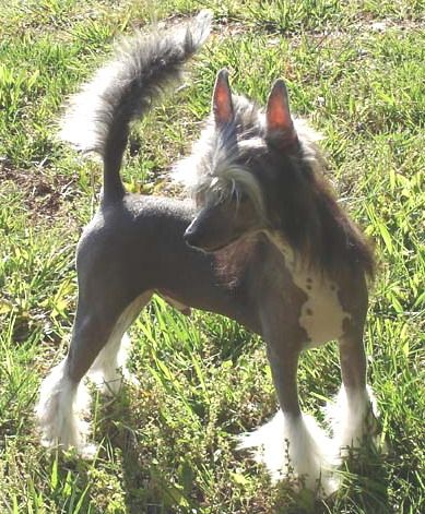 Jo-Bar's The Vampire Lestat