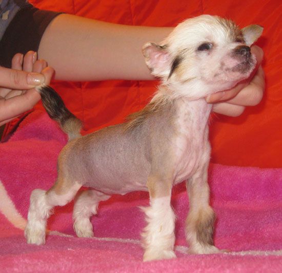 Angel O' Check Diadema.