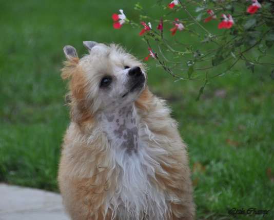 Music hall Little Champs