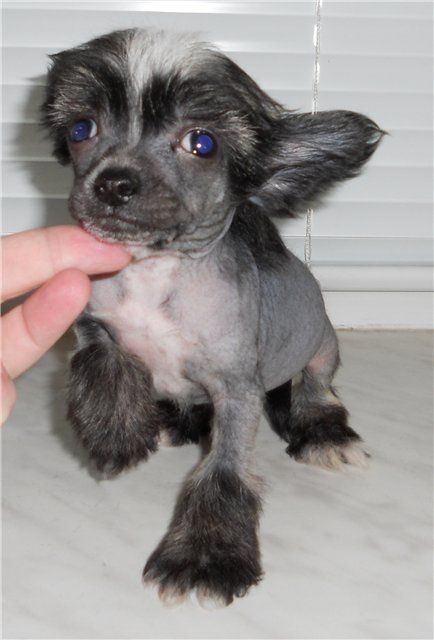 Fancy Style Zolotaya Rybka